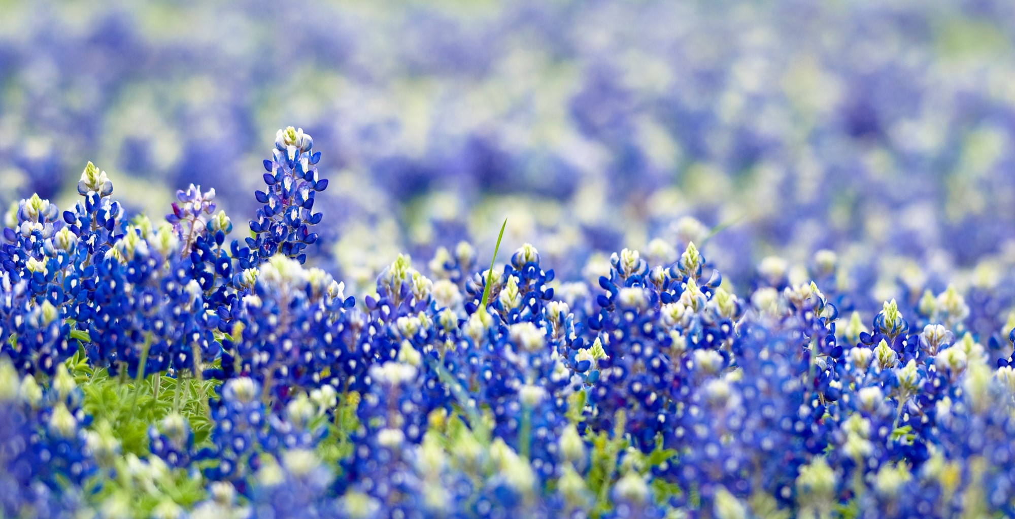 Bluebonnets